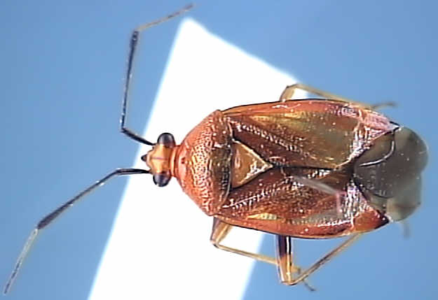 Deraeocoris ruber